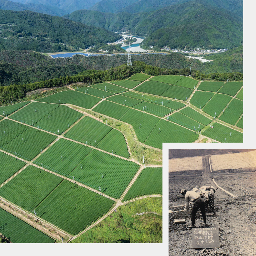株式会社 霧山茶園